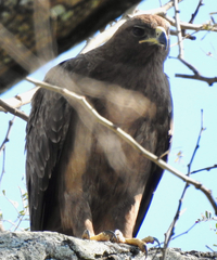 Hieraaetus wahlbergi