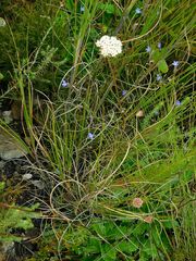 Hermas quinquedentata