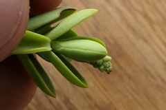 Veronica brachysiphon