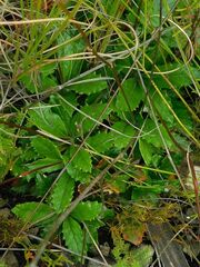 Hermas quinquedentata