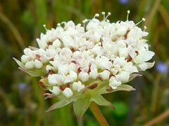 Hermas quinquedentata