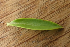 Veronica subfulvida