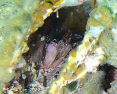 Alpheus novaezealandiae