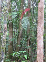 Chambeyronia divaricata