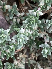 Thymus vulgaris