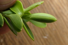 Veronica brachysiphon