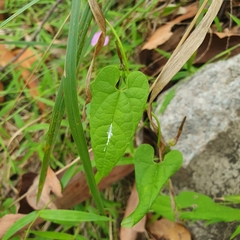 Aristolochia meridionalis