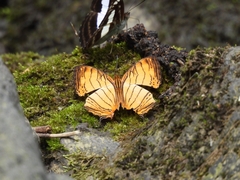 Cyrestis lutea