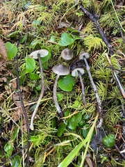 Tephrocybe rancida