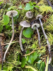 Tephrocybe rancida