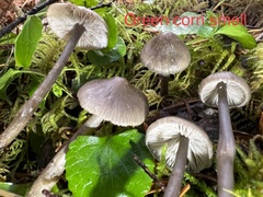 Tephrocybe rancida