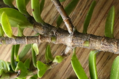 Veronica brachysiphon