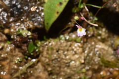 Utricularia striatula