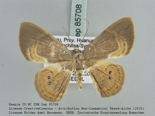 Opisthoxia curvilinea