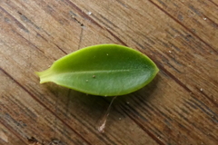 Veronica brachysiphon