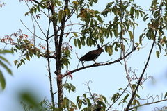 Lophaetus occipitalis