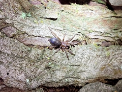 Hypodrassodes maoricus