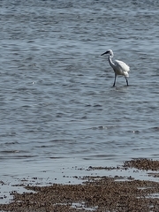 Egretta