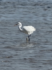 Egretta