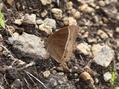 Mycalesis sudra