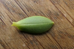 Veronica brachysiphon