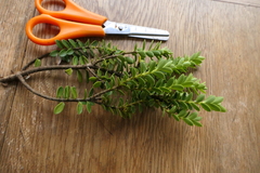 Veronica brachysiphon