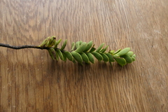 Veronica brachysiphon