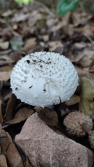 Amanita echinocephala