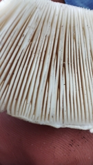 Amanita echinocephala