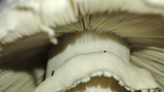 Amanita echinocephala