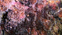 Polycyathus muellerae