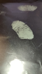 Amanita echinocephala