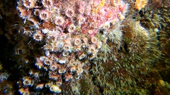 Polycyathus muellerae