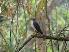 Accipiter ovampensis