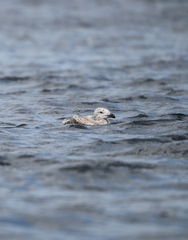 Larus marinus