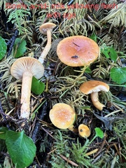 Lactarius substriatus
