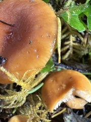 Lactarius substriatus