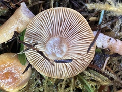 Lactarius substriatus