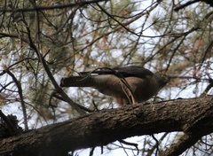 Accipiter cirrocephalus