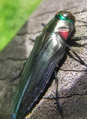 Belionota prasina