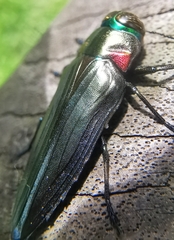 Belionota prasina