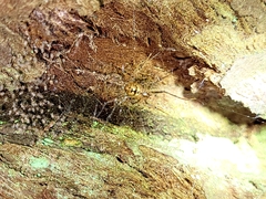 Theridion zantholabio