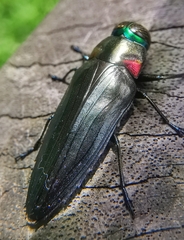Belionota prasina
