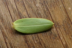 Veronica glaucophylla