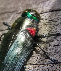 Belionota prasina
