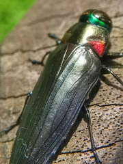 Belionota prasina