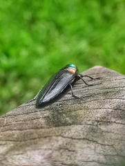 Belionota prasina