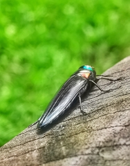 Belionota prasina