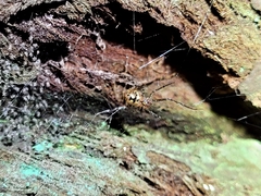 Theridion zantholabio