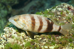 Serranus hepatus